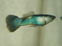 Guppy Moscow Pingo - Trio